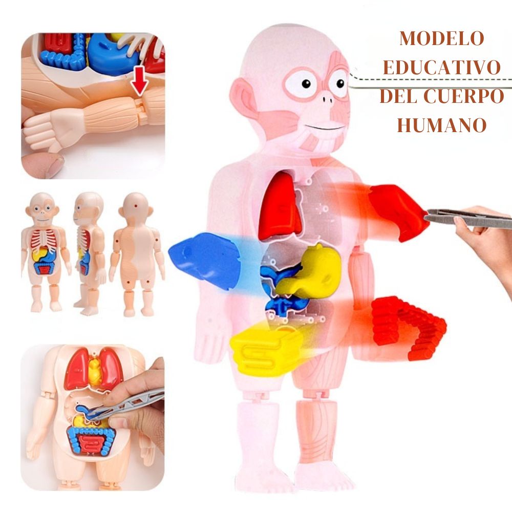 Miniatura 3 de JUGUETE EDUCATIVO DEL CUERPO HUMANO
